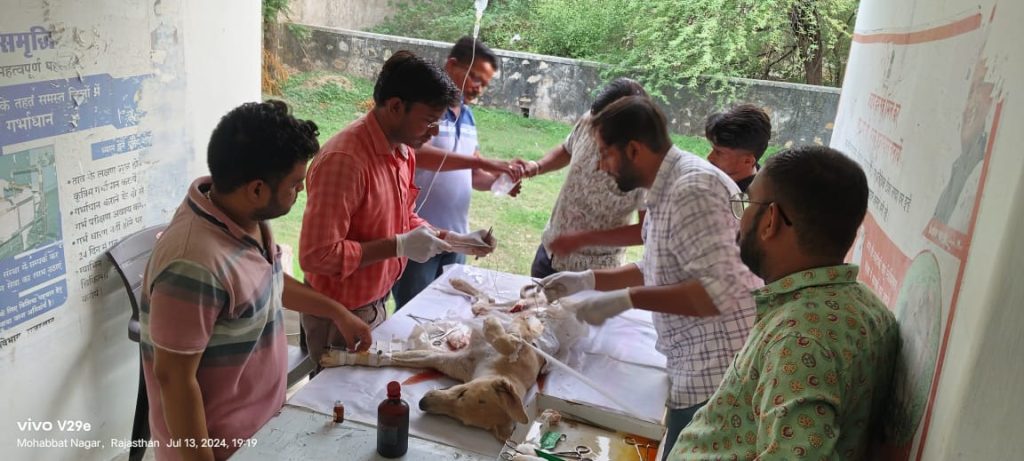 श्वान का पशु चिकित्सालय में सफलतापूर्वक किया गया ऑपरेशन